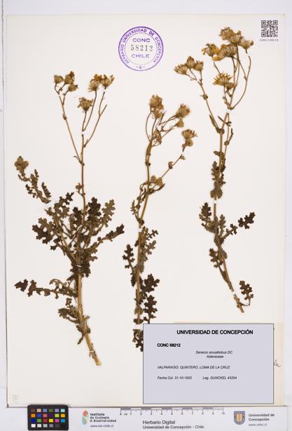 Senecio sinuatilobus [Espécimen: ]