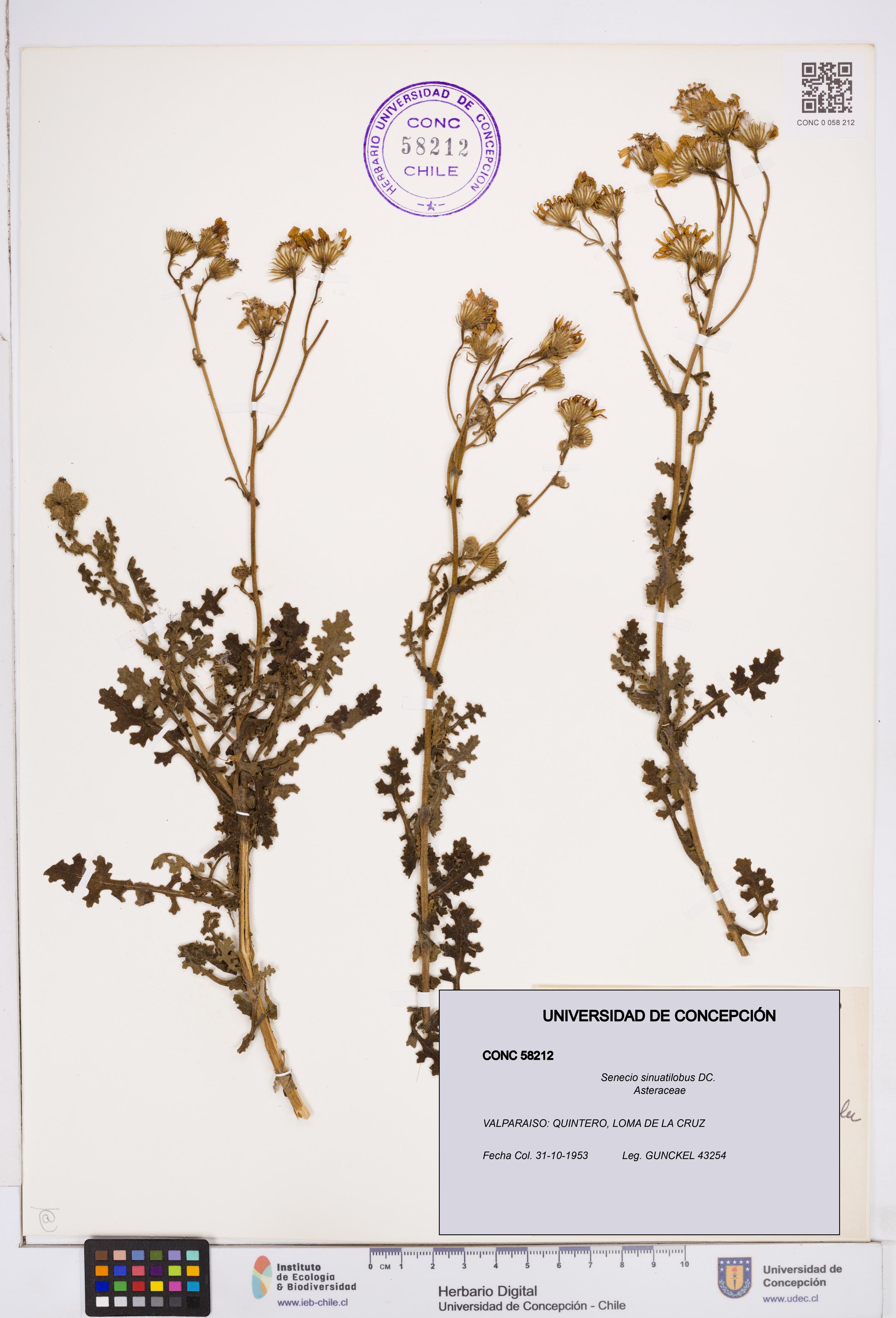 Senecio sinuatilobus [Espécimen: ]