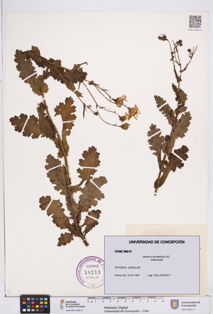 Senecio sinuatilobus [Espécimen: ]