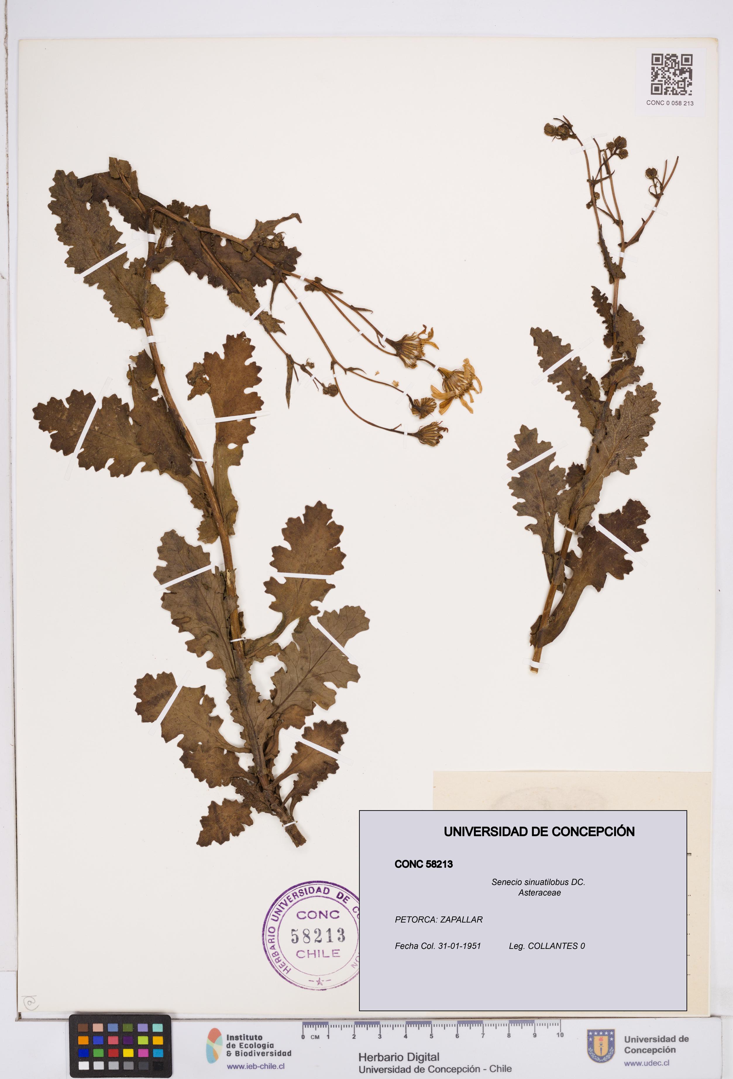 Senecio sinuatilobus [Espécimen: ]