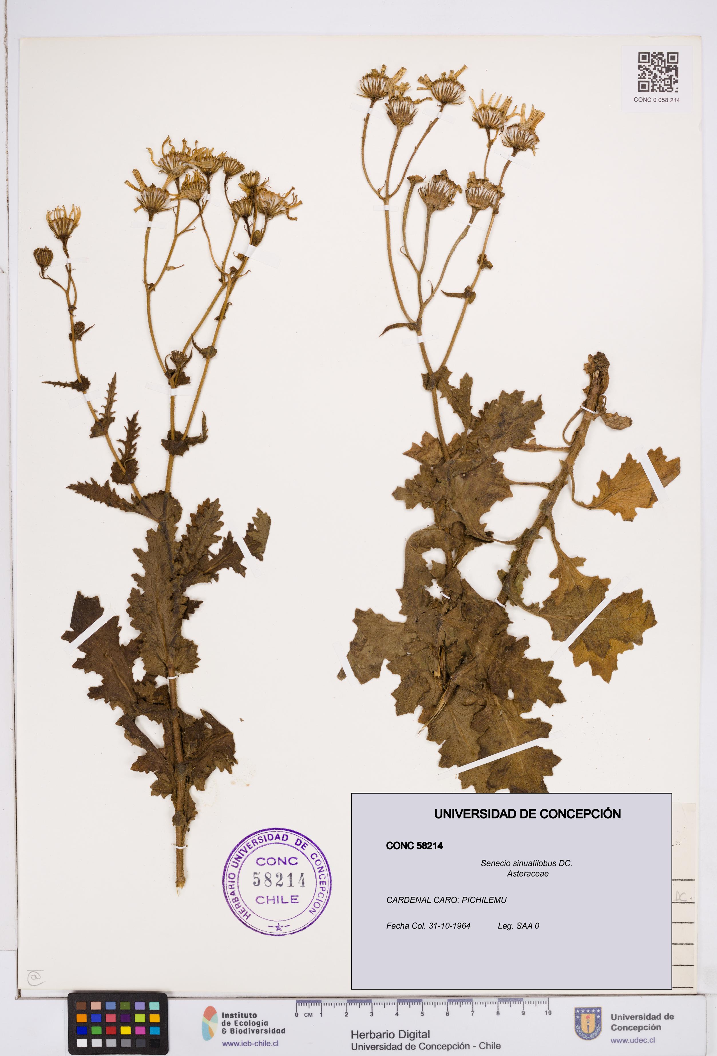 Senecio sinuatilobus [Espécimen: ]
