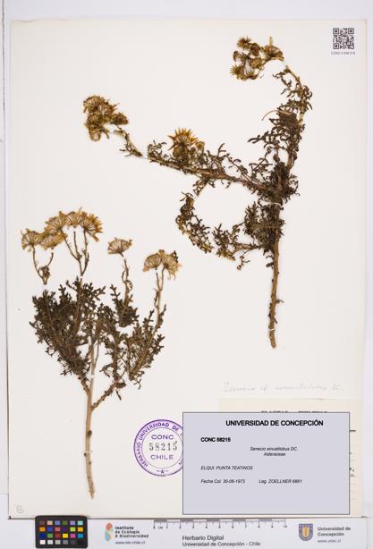 Senecio sinuatilobus [Espécimen: ]