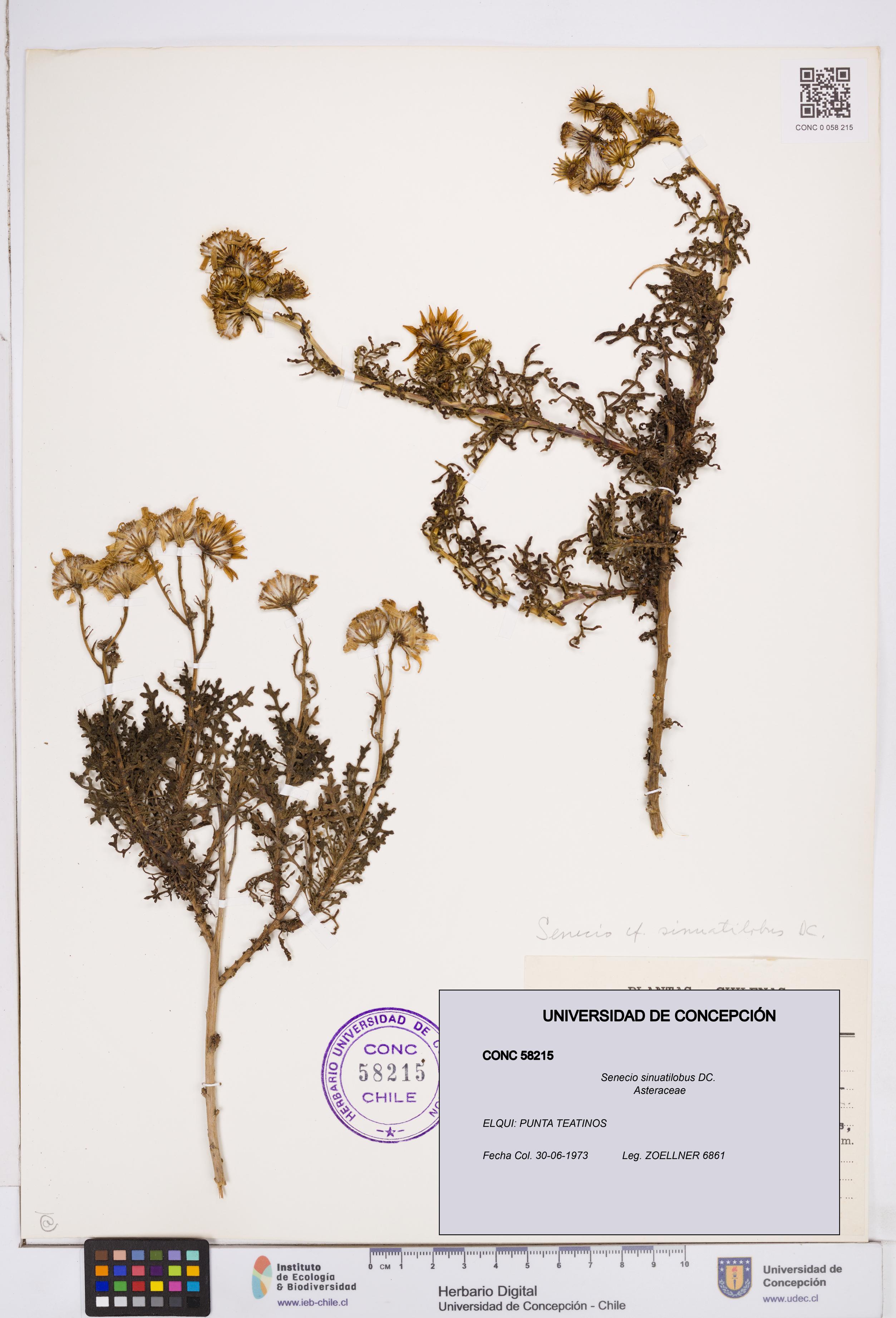 Senecio sinuatilobus [Espécimen: ]
