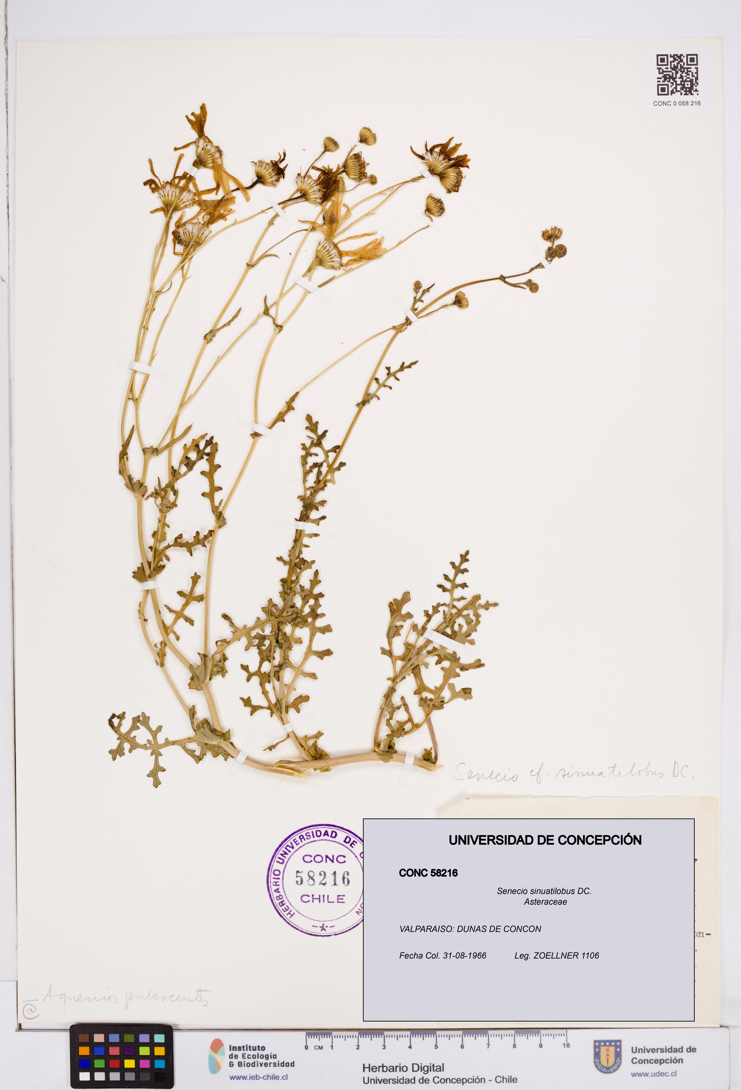 Senecio sinuatilobus [Espécimen: ]