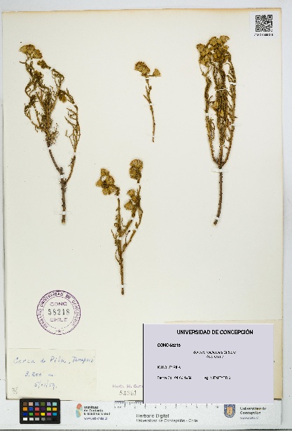 Senecio reicheanus [Espécimen: UDEC:CONC:0058218]