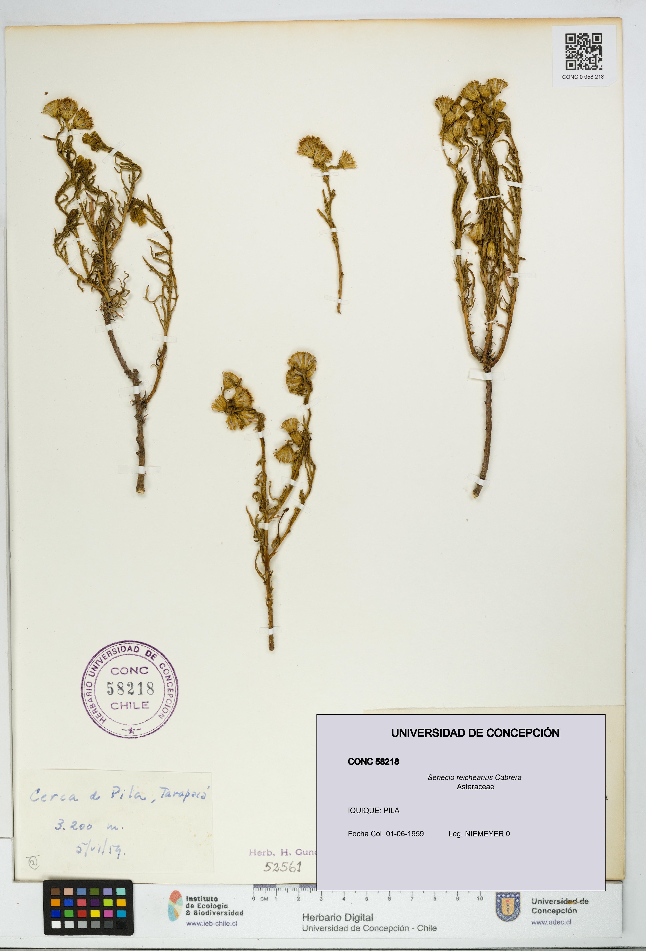 Senecio reicheanus [Espécimen: UDEC:CONC:0058218]