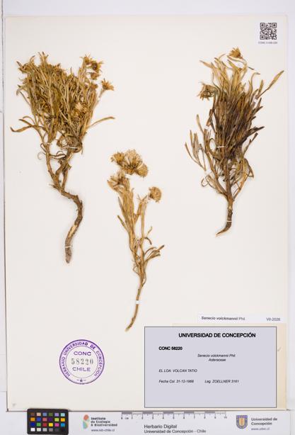 Senecio volckmannii [Espécimen: ]