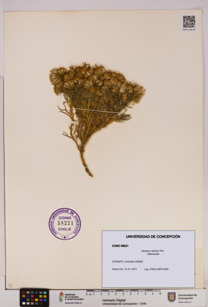Senecio rahmeri [Espécimen: UDEC:CONC:0058221]