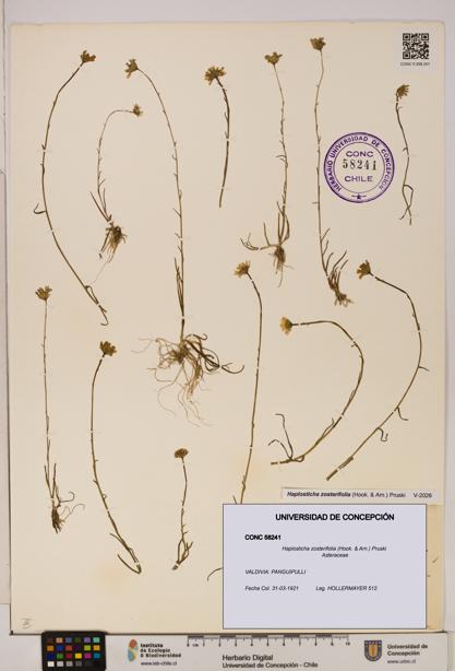 Haplosticha zosterifolia [Espécimen: UDEC:CONC:0058241]