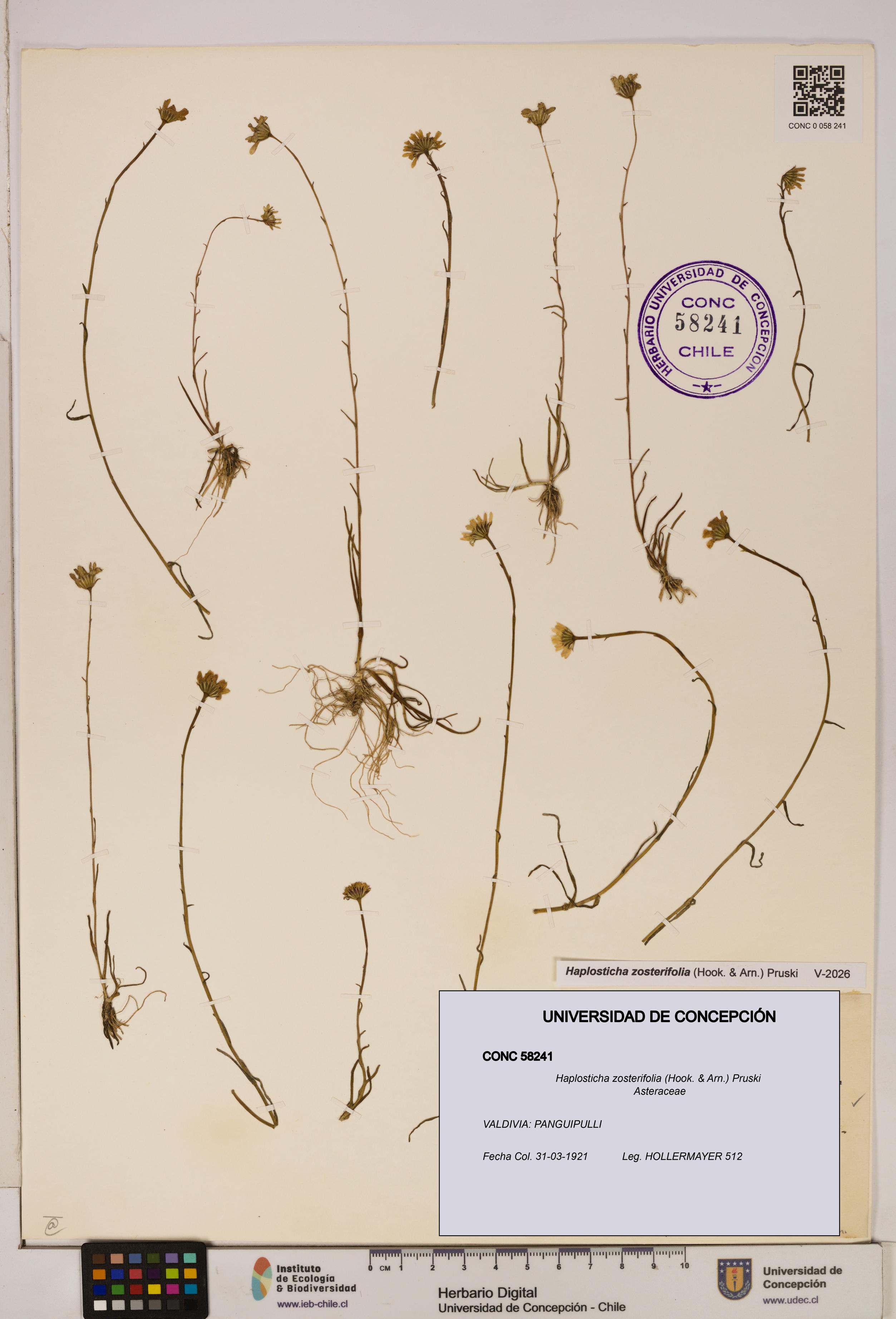 Haplosticha zosterifolia [Espécimen: UDEC:CONC:0058241]