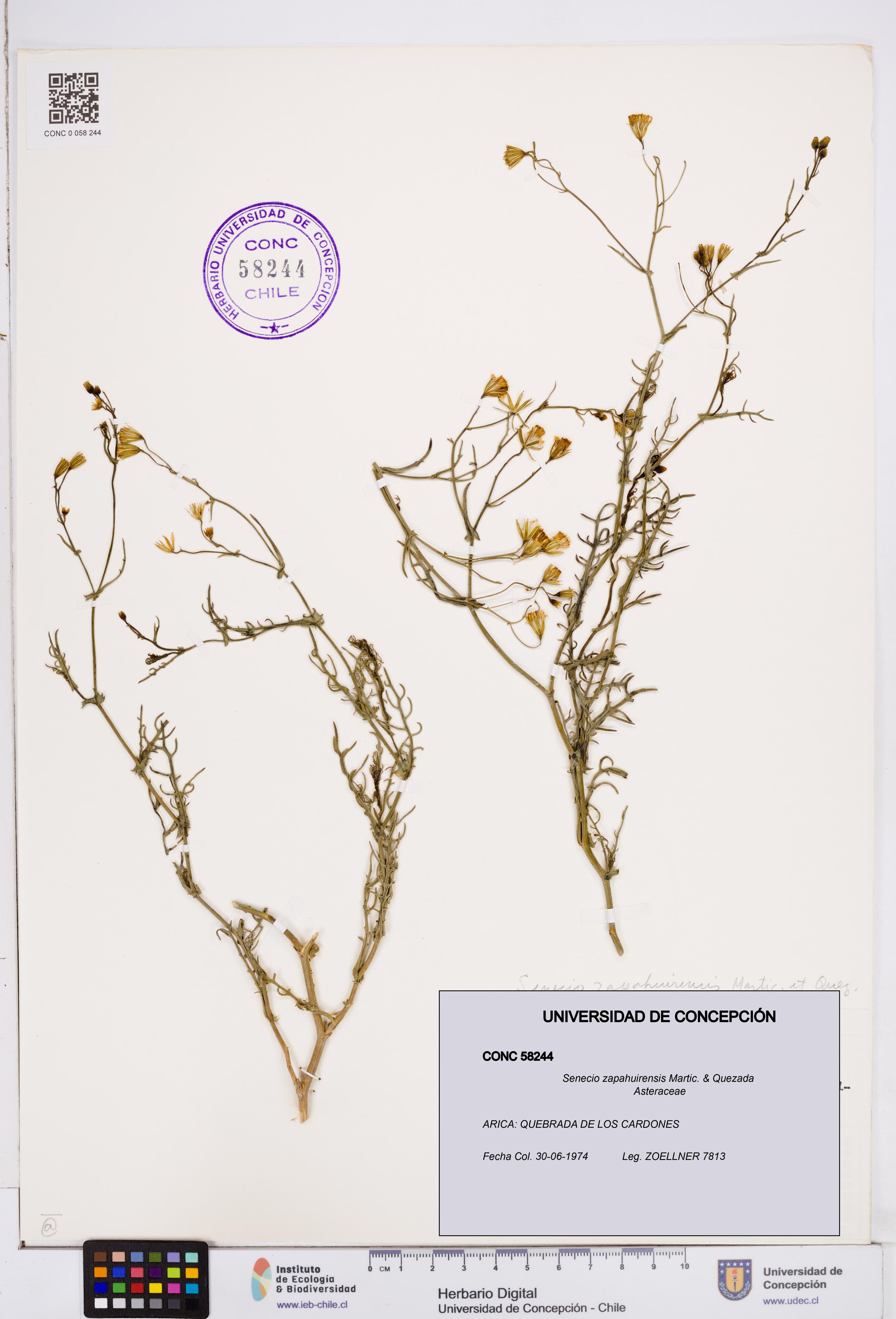 Senecio zapahuirensis [Espécimen: ]