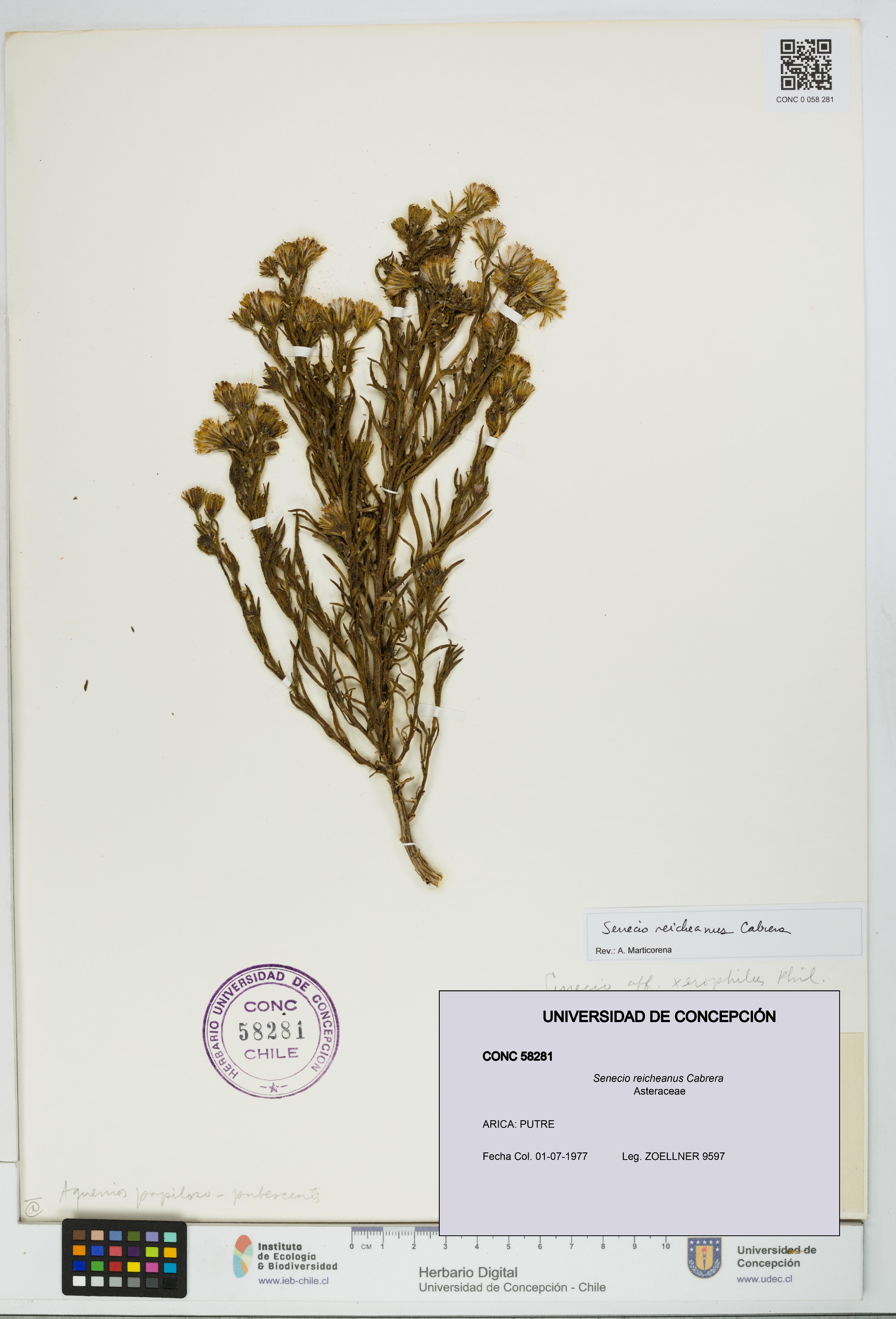 Senecio reicheanus [Espécimen: UDEC:CONC:0058281]