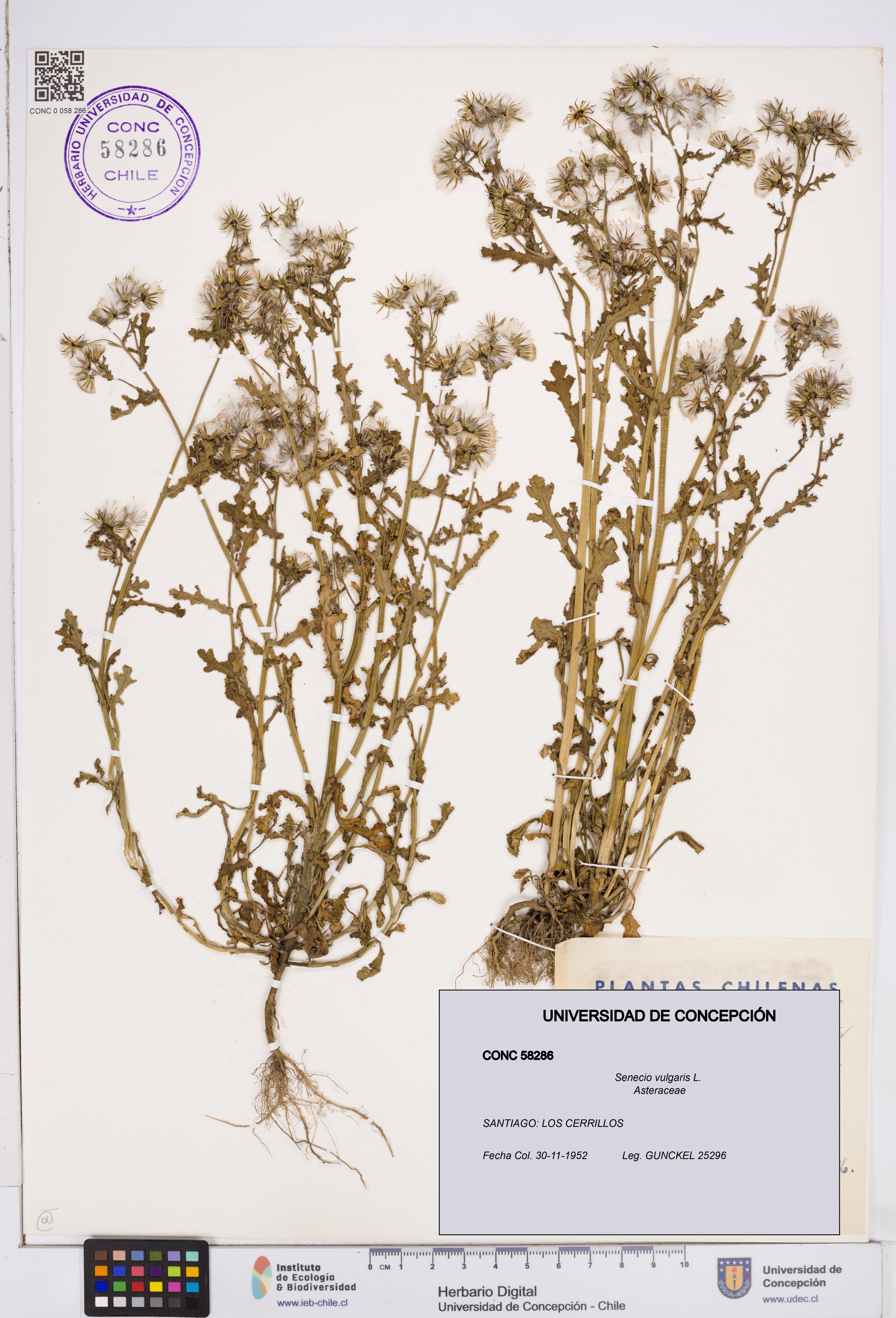 Senecio vulgaris [Espécimen: ]