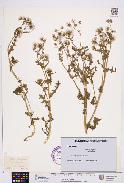 Senecio vulgaris [Espécimen: ]