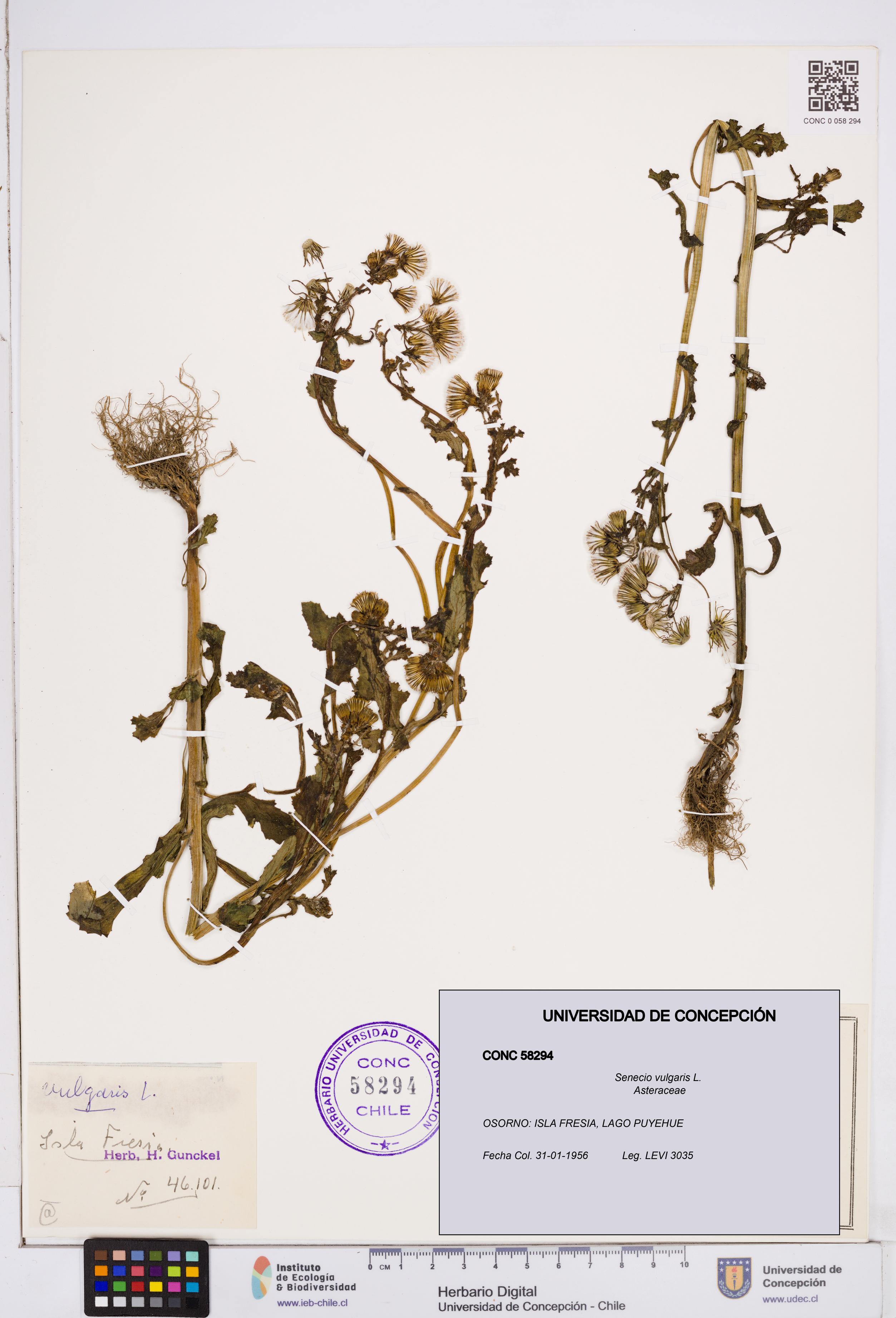 Senecio vulgaris [Espécimen: ]