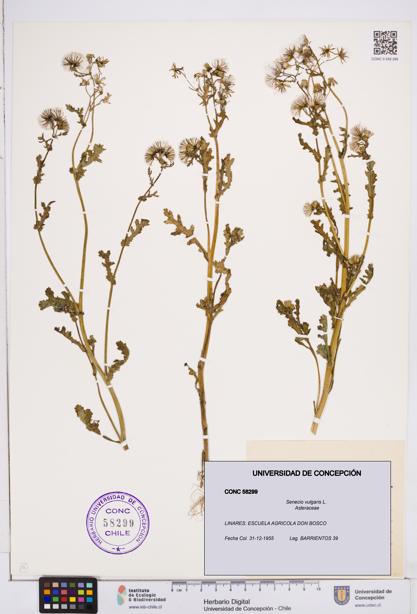 Senecio vulgaris [Espécimen: ]