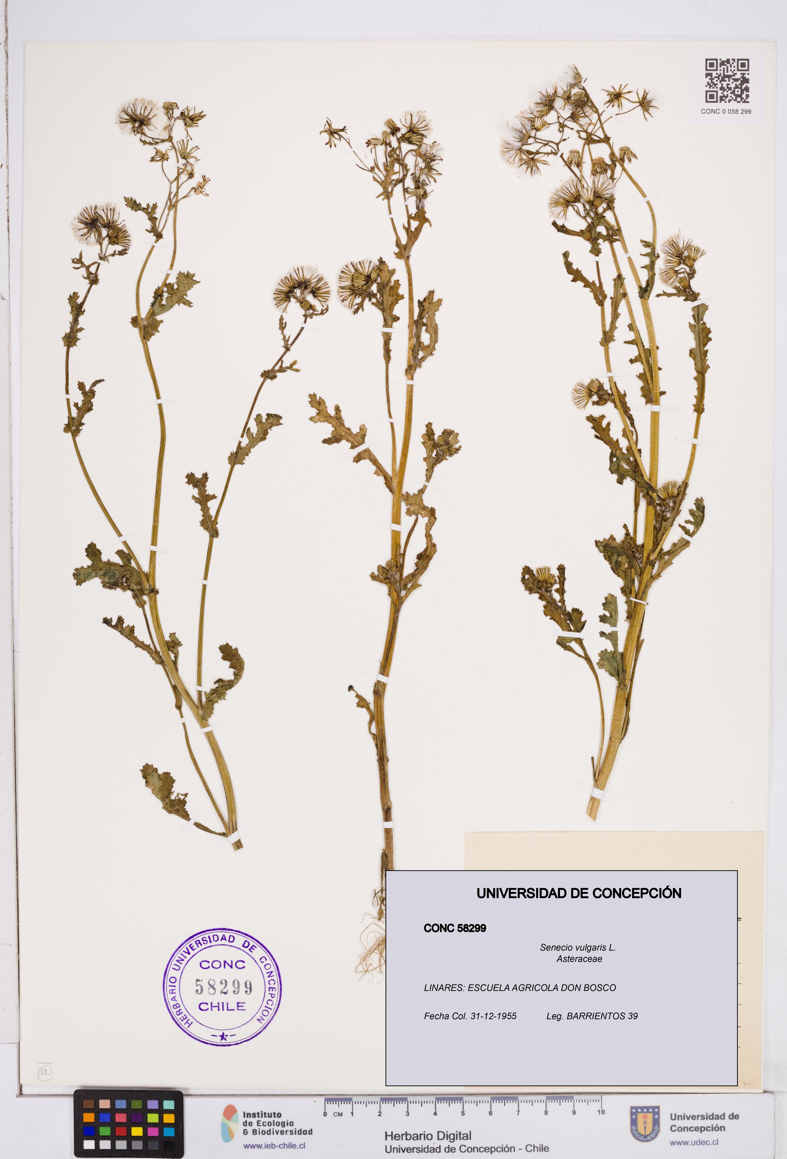 Senecio vulgaris [Espécimen: ]