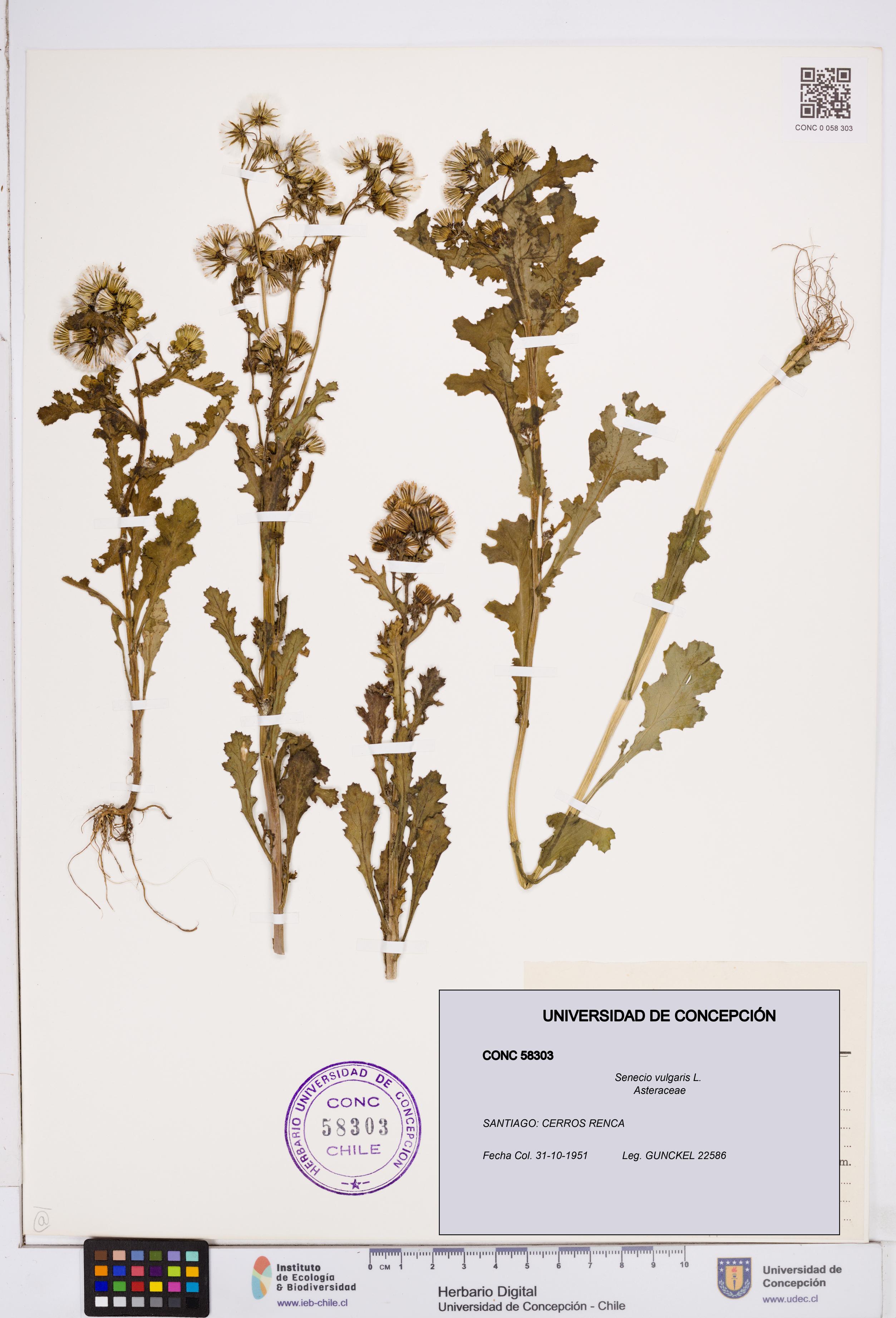 Senecio vulgaris [Espécimen: ]