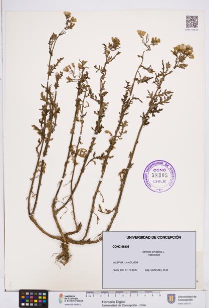Senecio sylvaticus [Espécimen: ]