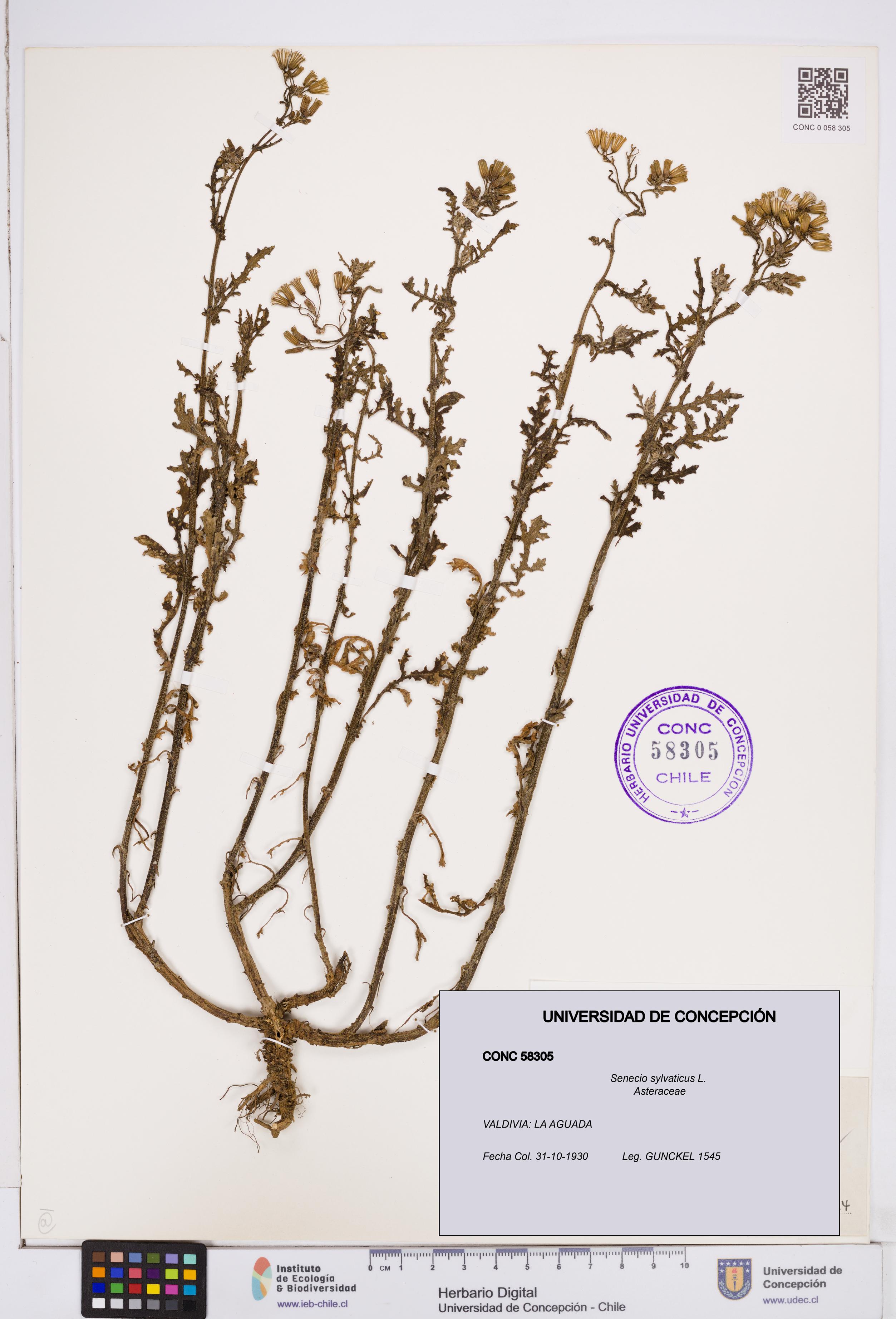 Senecio sylvaticus [Espécimen: ]