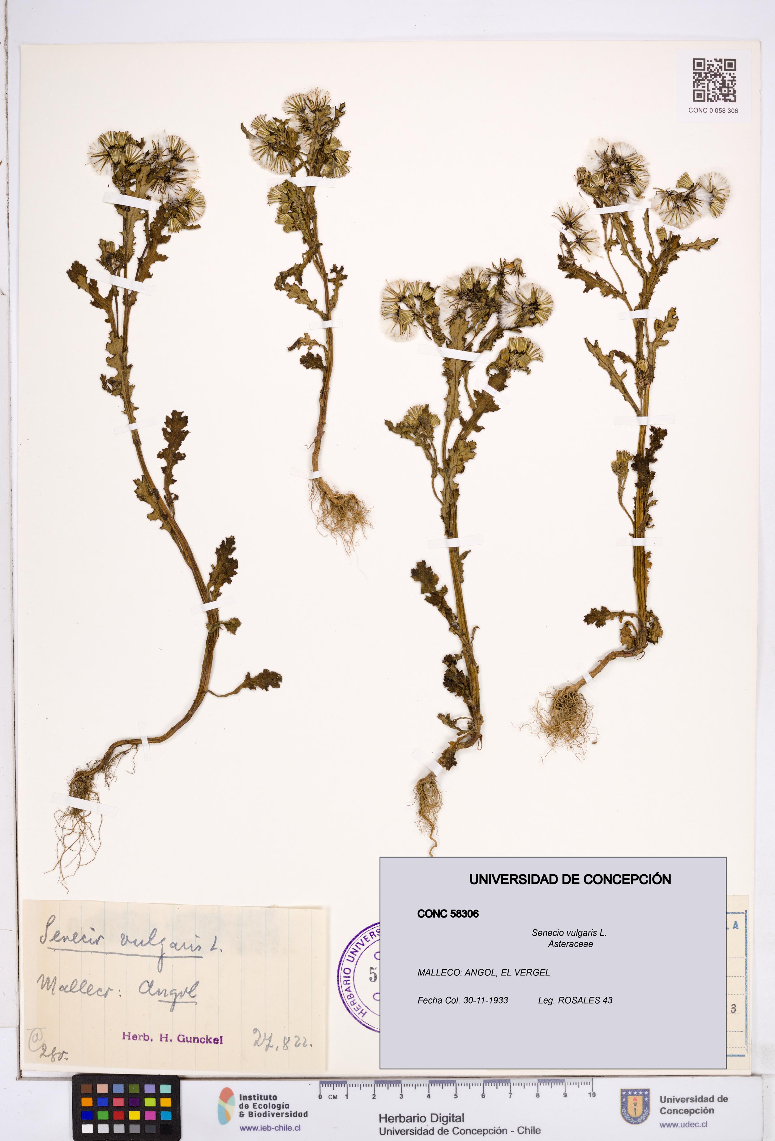 Senecio vulgaris [Espécimen: ]