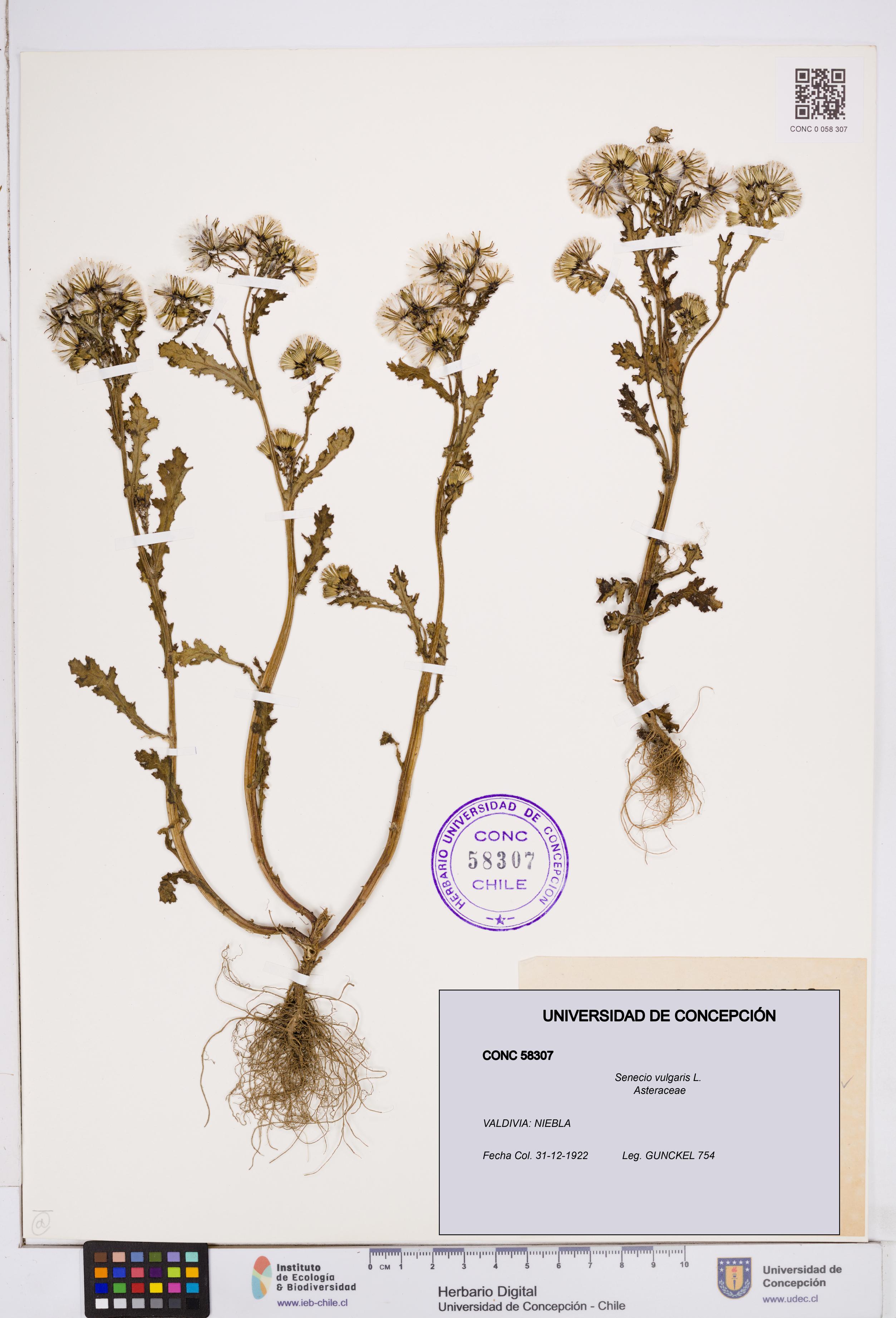 Senecio vulgaris [Espécimen: ]