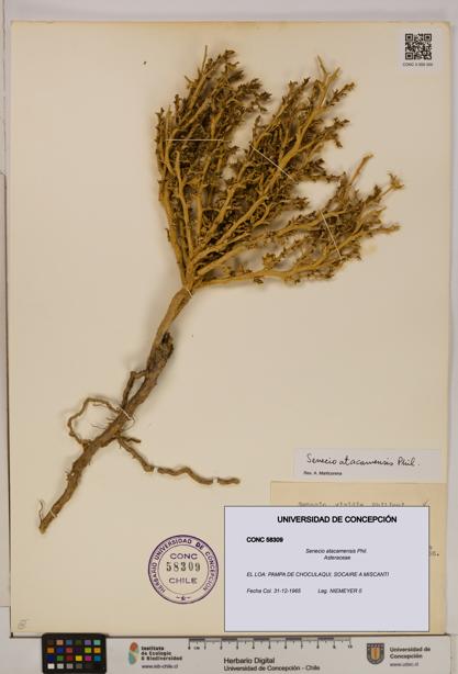 Senecio atacamensis [Espécimen: UDEC:CONC:0058309]