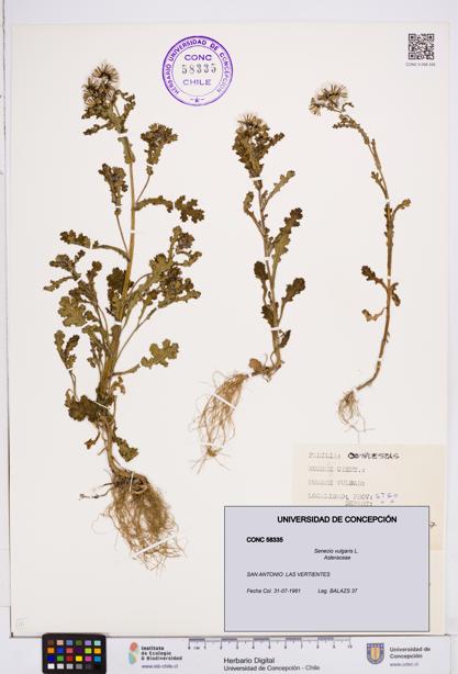 Senecio vulgaris [Espécimen: ]