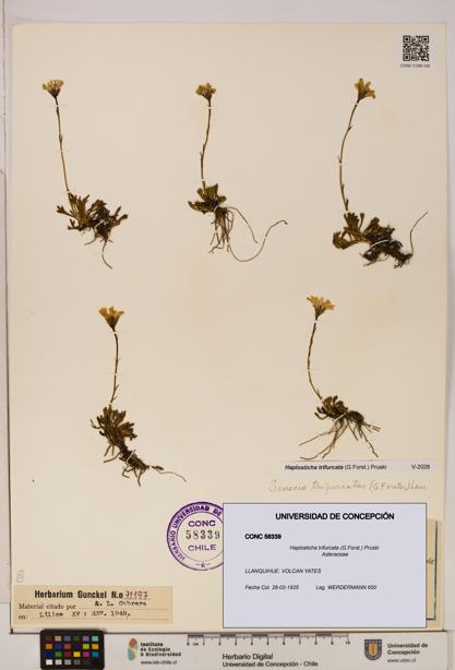 Haplosticha trifurcata [Espécimen: UDEC:CONC:0058339]