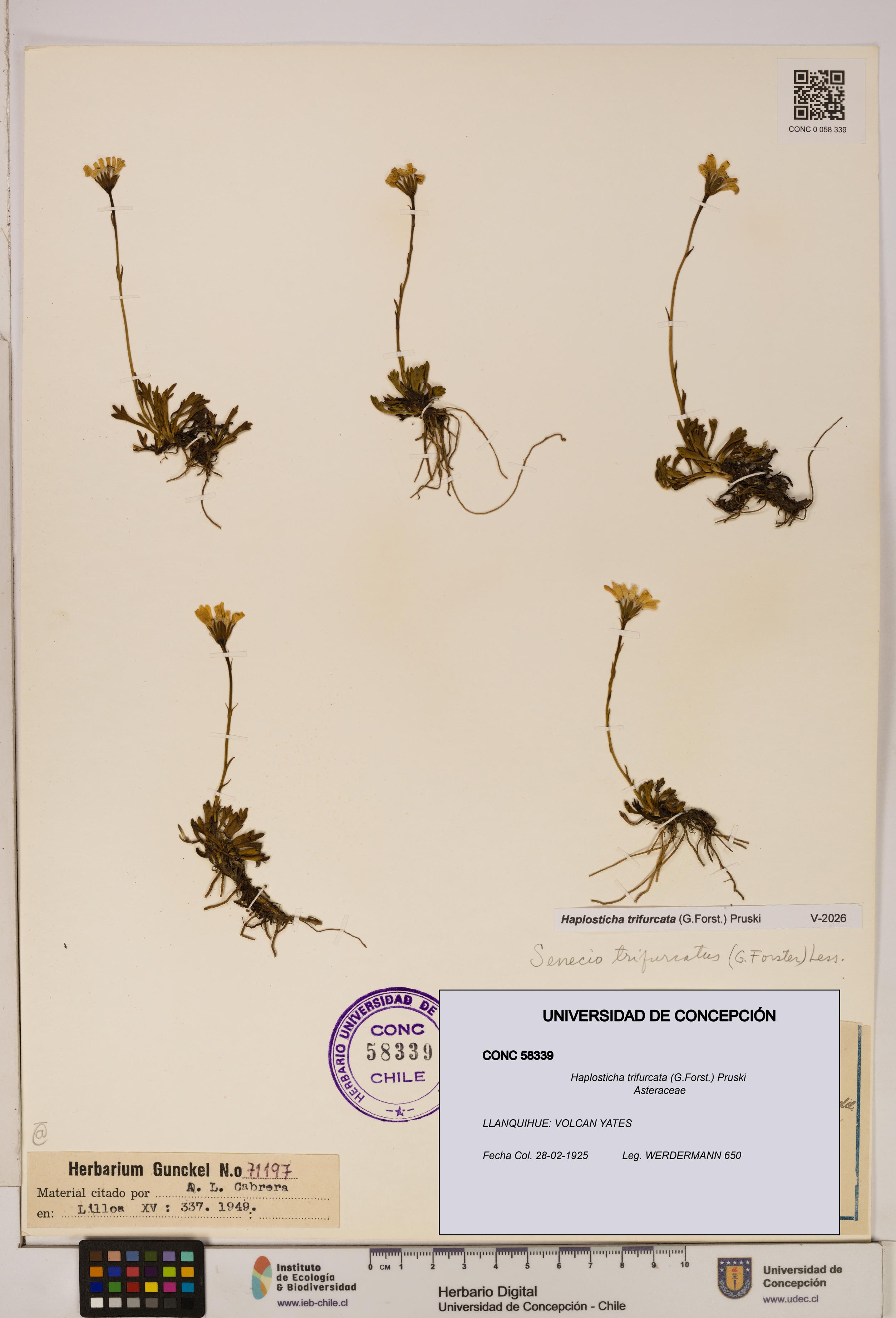 Haplosticha trifurcata [Espécimen: UDEC:CONC:0058339]