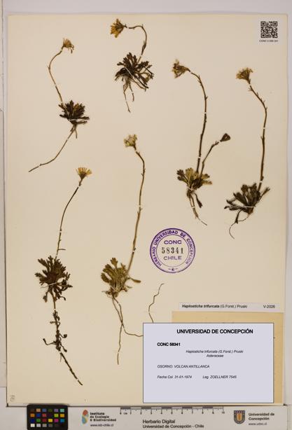 Haplosticha trifurcata [Espécimen: UDEC:CONC:0058341]