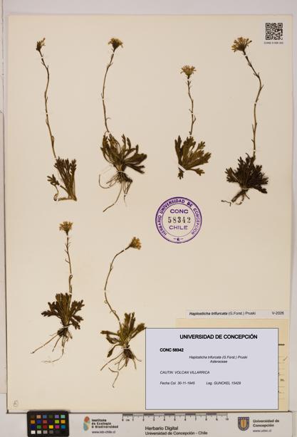 Haplosticha trifurcata [Espécimen: UDEC:CONC:0058342]