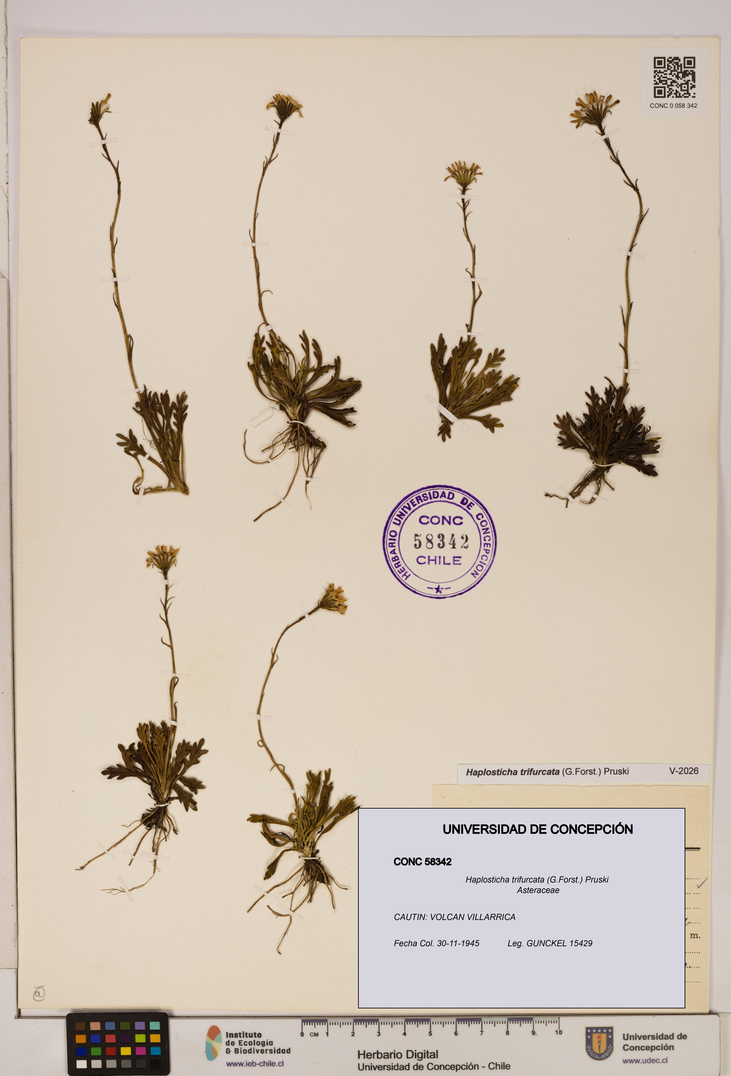 Haplosticha trifurcata [Espécimen: UDEC:CONC:0058342]