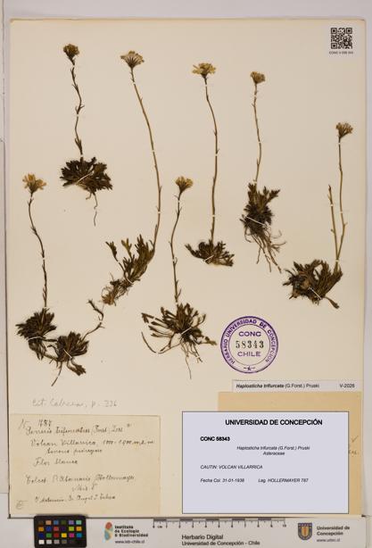 Haplosticha trifurcata [Espécimen: UDEC:CONC:0058343]