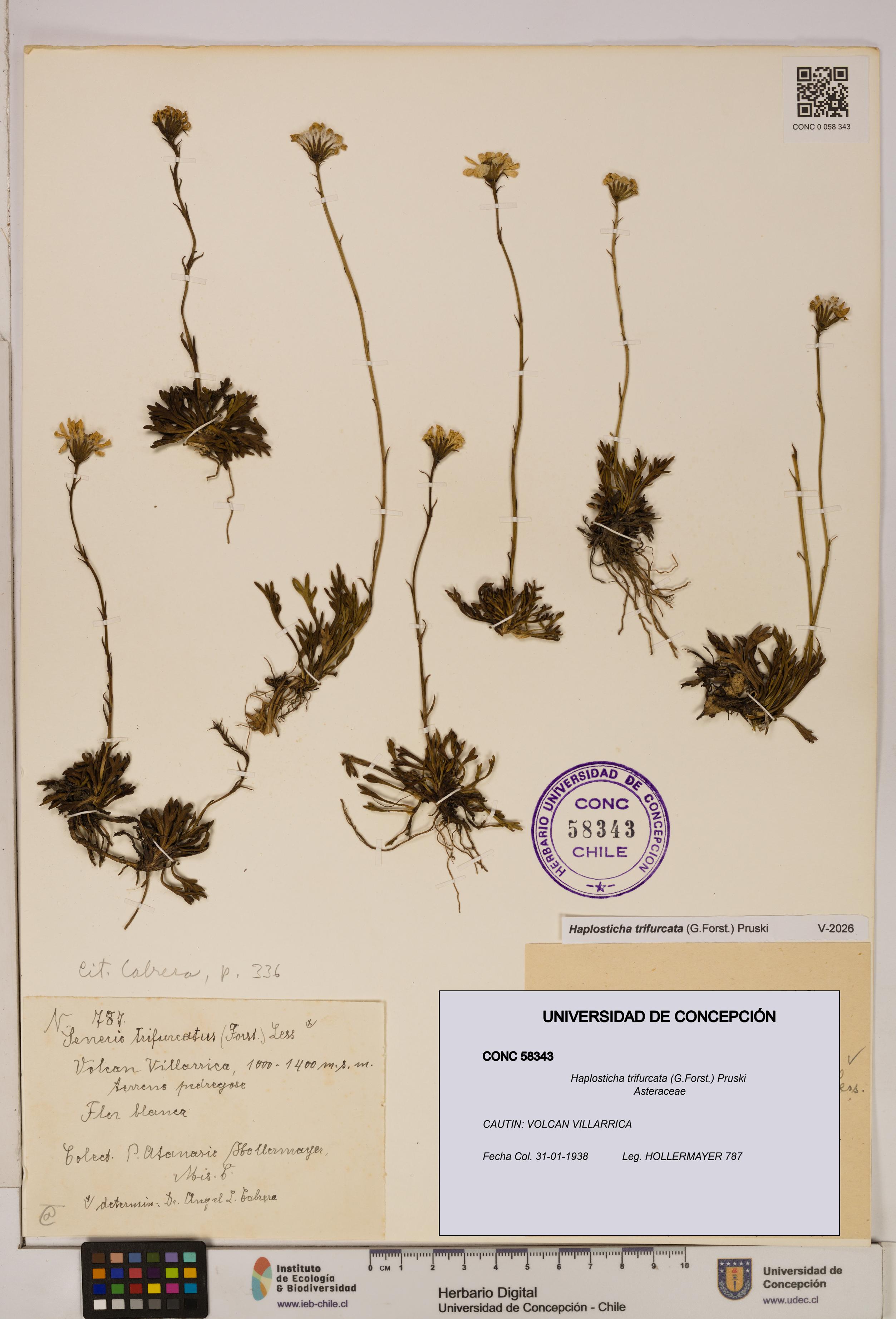 Haplosticha trifurcata [Espécimen: UDEC:CONC:0058343]