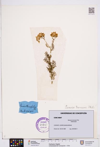 Senecio troncosii [Espécimen: ]