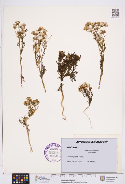 Senecio troncosii [Espécimen: ]