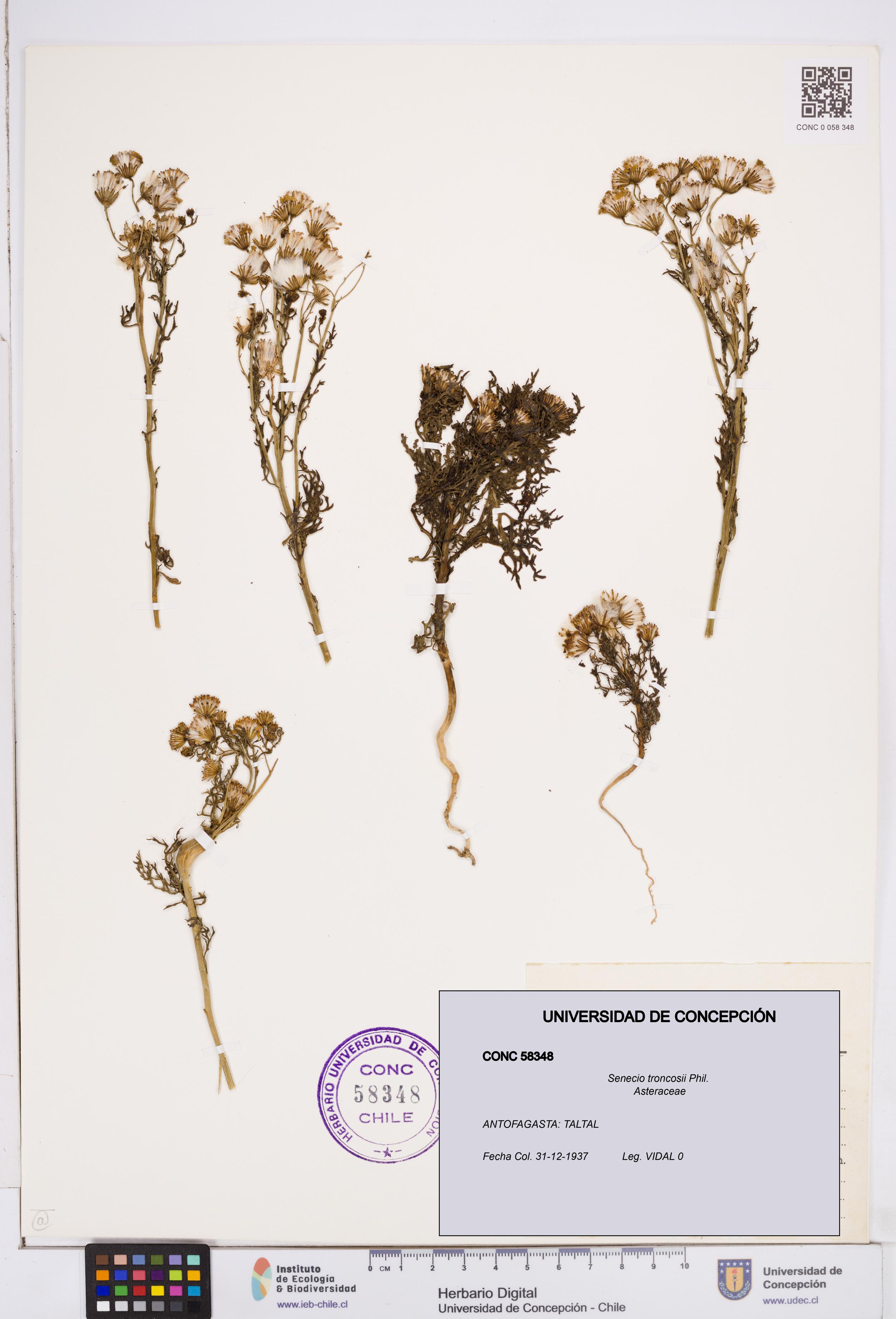 Senecio troncosii [Espécimen: ]