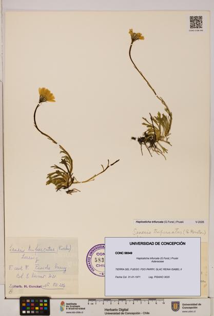 Haplosticha trifurcata [Espécimen: UDEC:CONC:0058349]