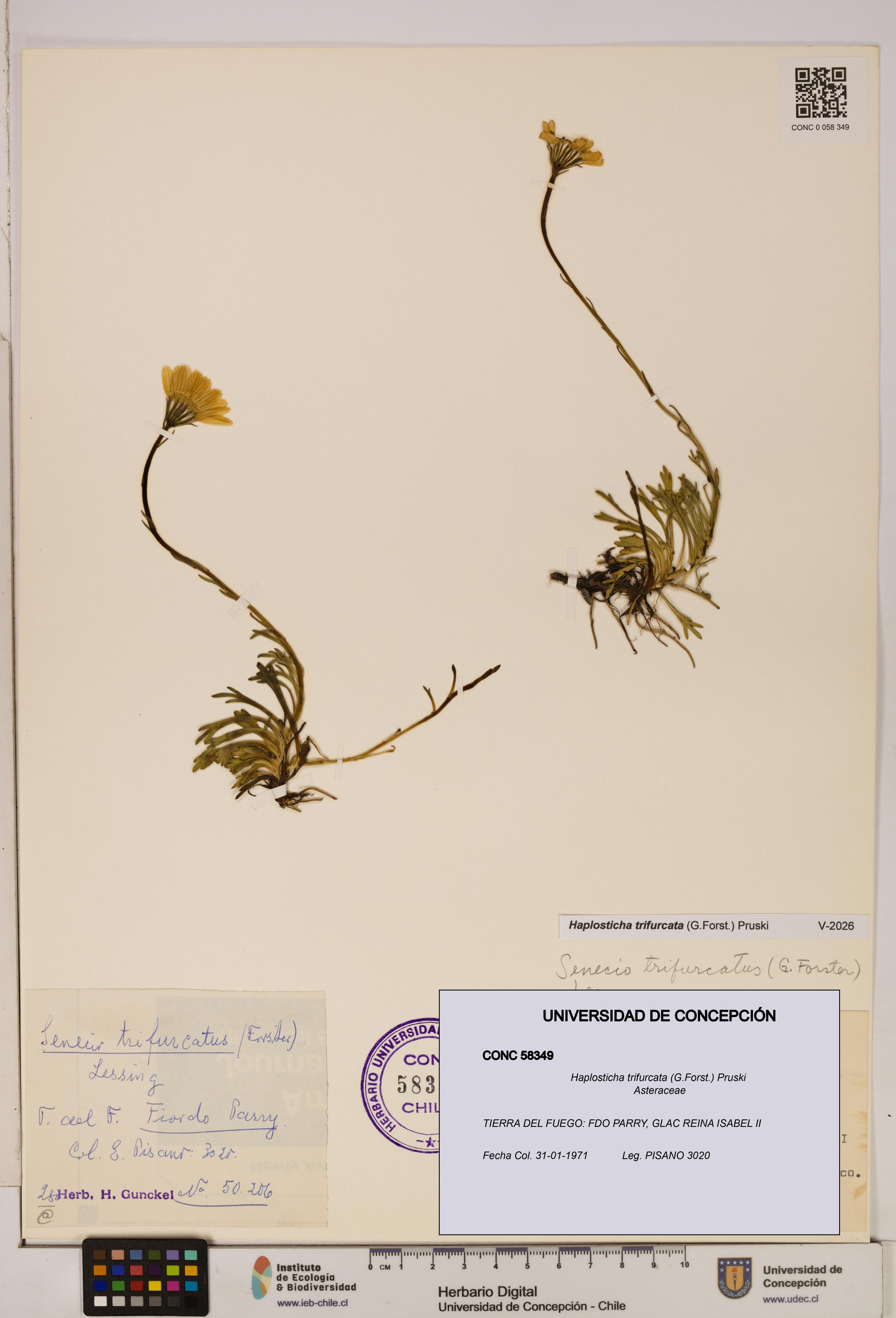Haplosticha trifurcata [Espécimen: UDEC:CONC:0058349]