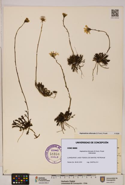 Haplosticha trifurcata [Espécimen: UDEC:CONC:0058350]