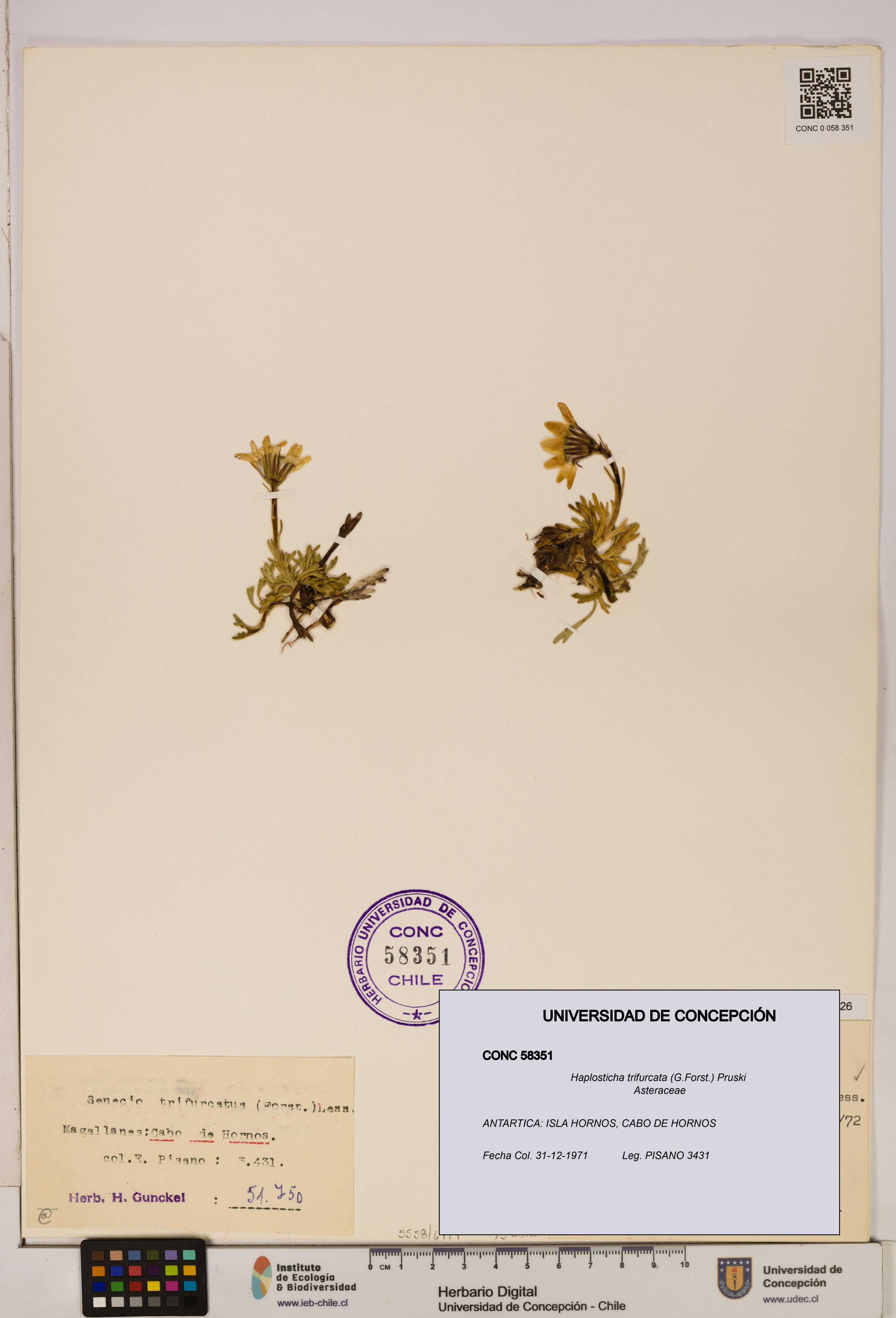 Haplosticha trifurcata [Espécimen: UDEC:CONC:0058351]