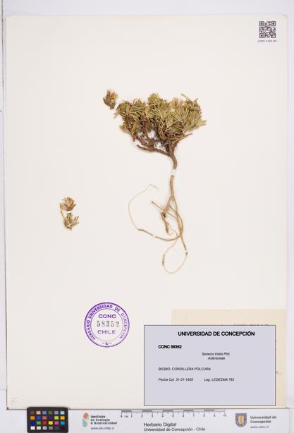 Senecio tristis [Espécimen: ]