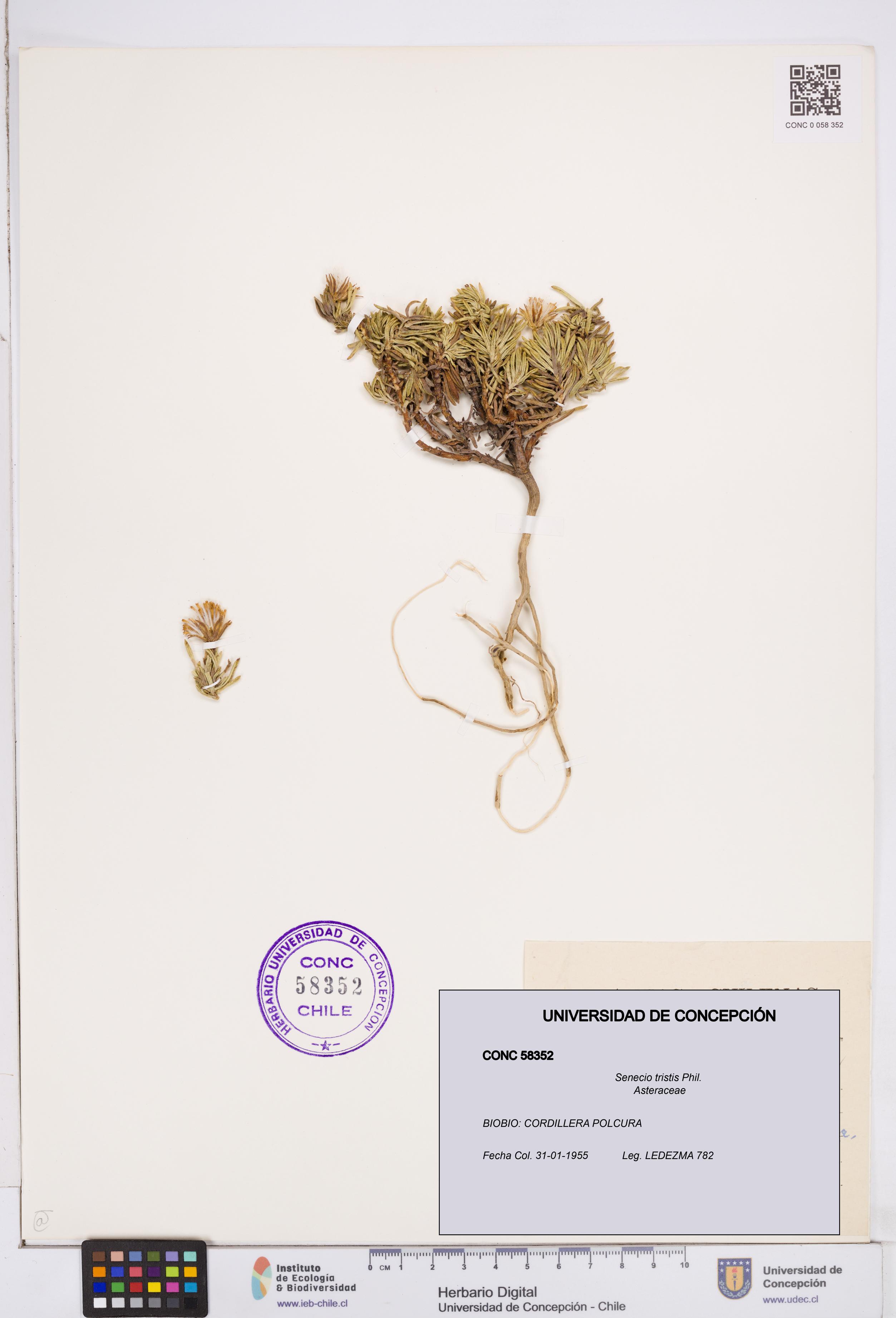Senecio tristis [Espécimen: ]