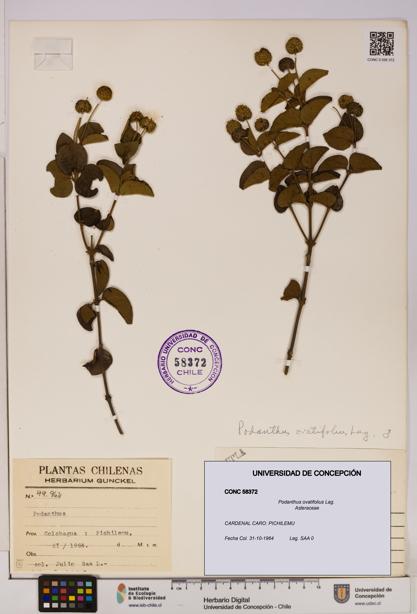 Podanthus ovatifolius [Espécimen: ]