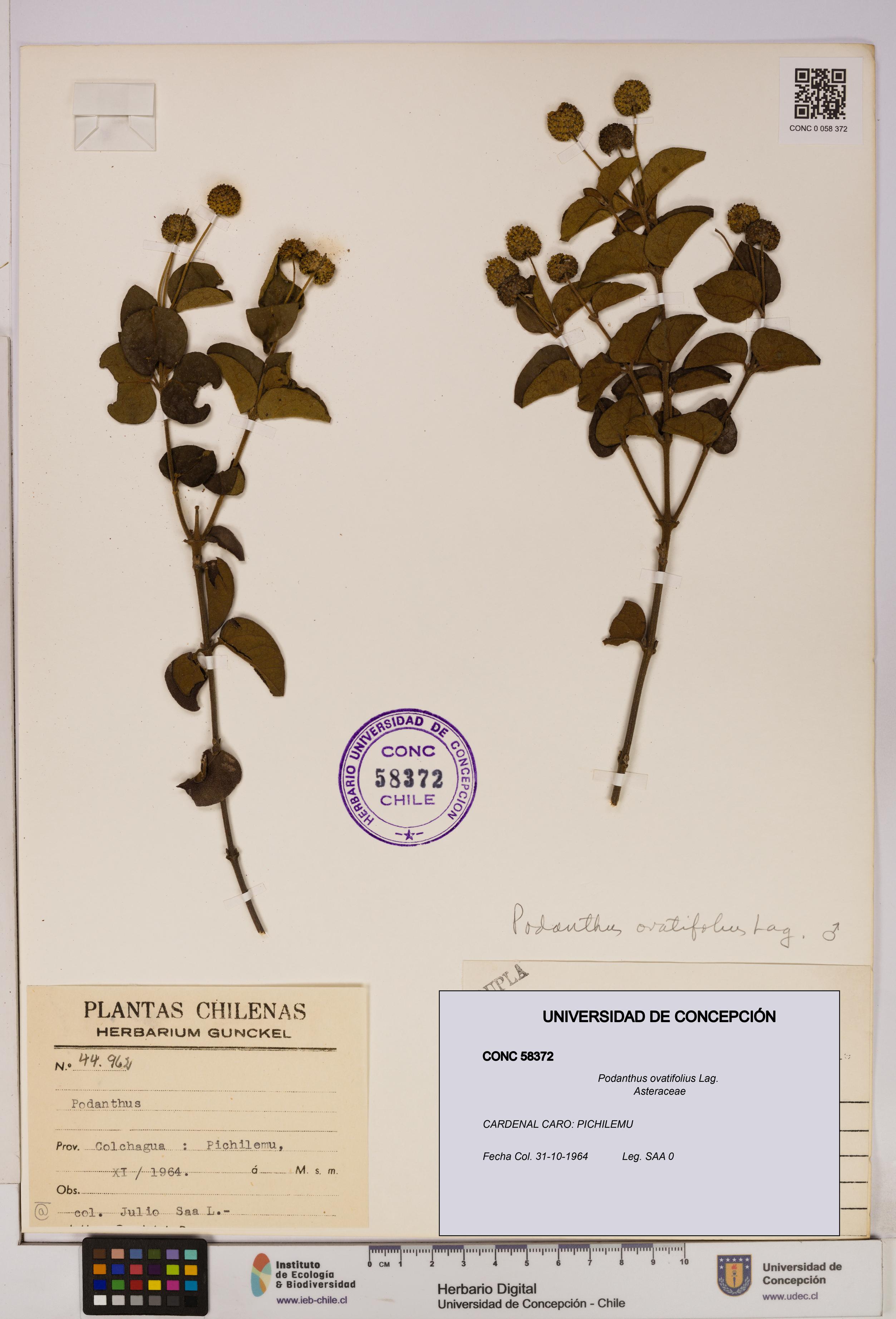 Podanthus ovatifolius [Espécimen: ]