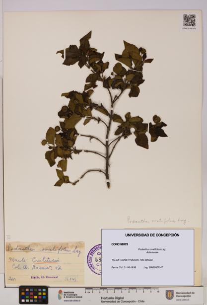 Podanthus ovatifolius [Espécimen: ]