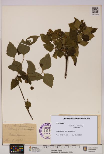 Podanthus ovatifolius [Espécimen: ]