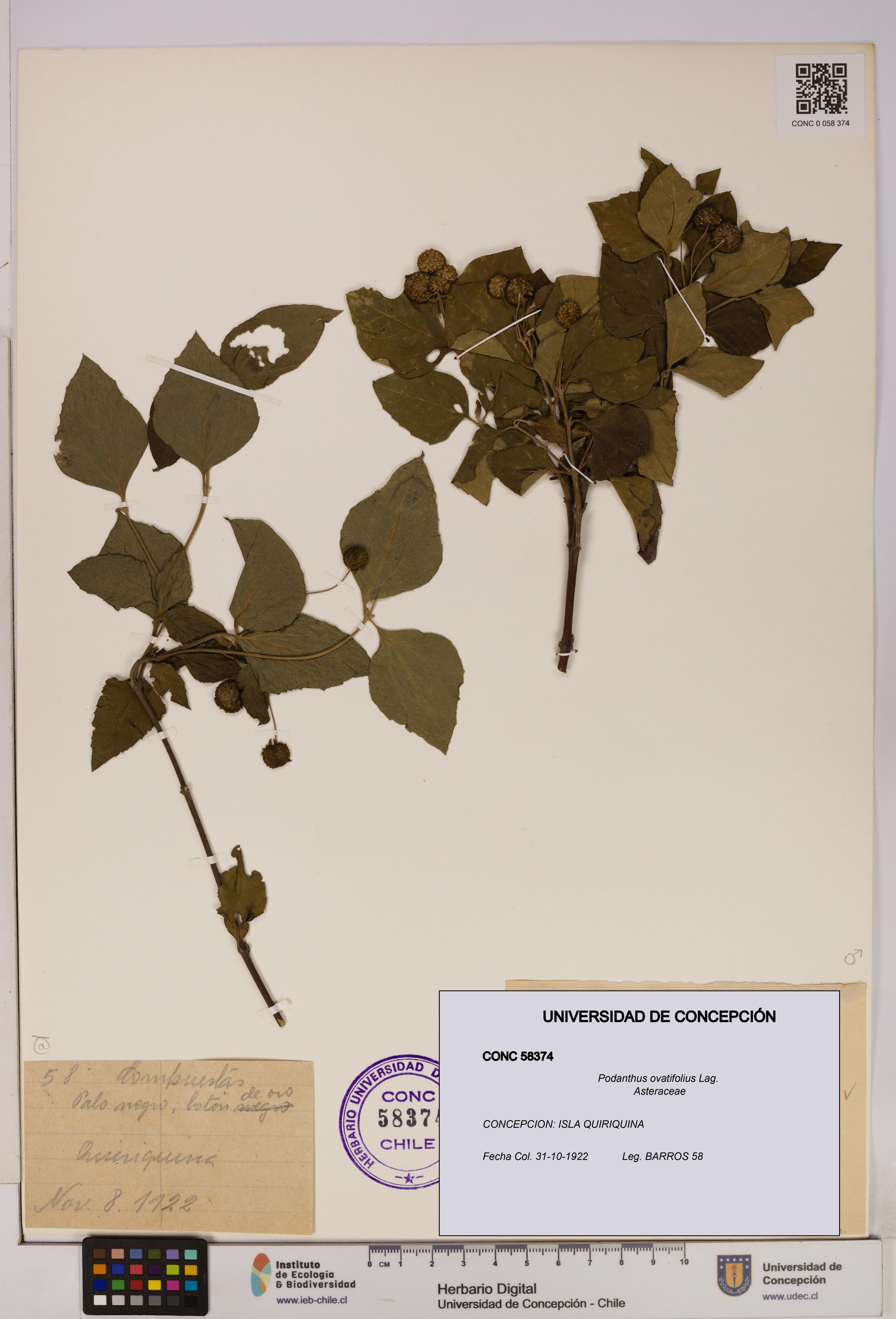Podanthus ovatifolius [Espécimen: ]