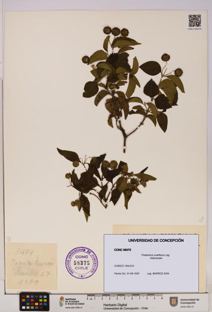 Podanthus ovatifolius [Espécimen: ]